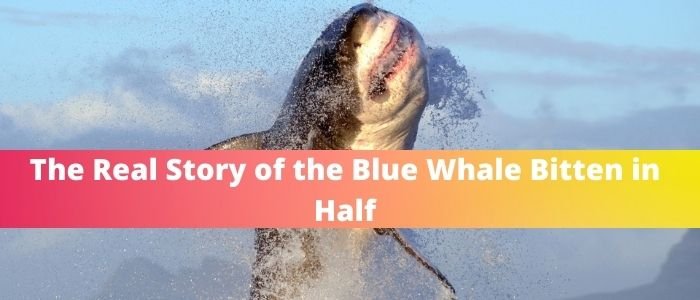 Blue Whale Bitten in Half